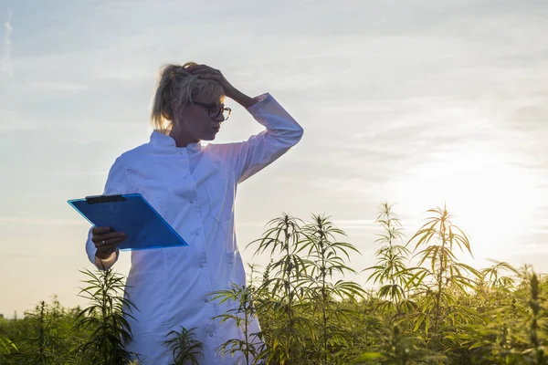 Cbd kenevir bitkileri ile mutsuz alnında tutan marihuana alanında Bilim adamı — Stok fotoğraf