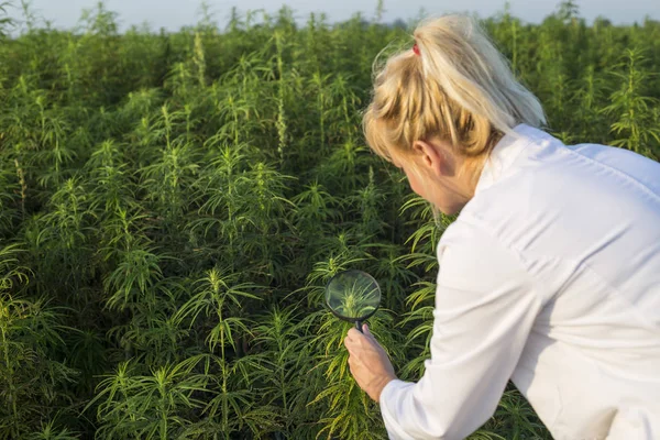 Wissenschaftler mit Lupe beobachtet cbd Hanfpflanzen auf Marihuana-Feld — Stockfoto