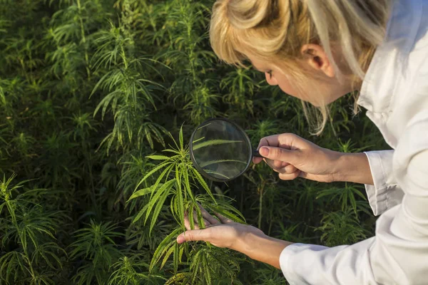 Büyüteç marihuana alanında Cbd kenevir bitkileri gözlemleyerek bilim adamı