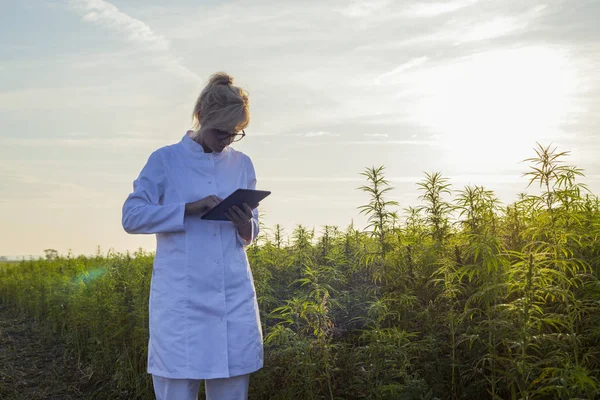 Bilim adamı marihuana alanında Cbd kenevir bitkileri gözlemleyerek ve tablet sonuçları yazma — Stok fotoğraf