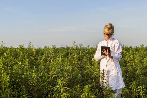 Naukowiec obserwując rośliny konopi CBD na polu marihuany i pisząc wyniki w tablecie — Zdjęcie stockowe