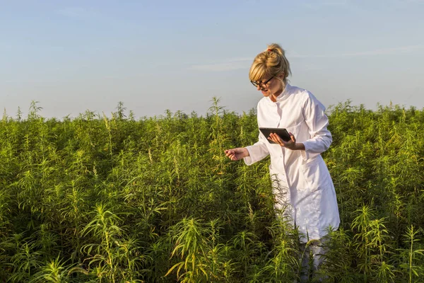 Scientifique observant des plantes de chanvre CBD sur le champ de marijuana et l'écriture des résultats dans la tablette — Photo