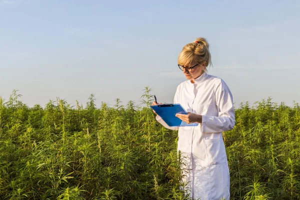 Bilim adamı marihuana alanında Cbd kenevir bitkileri gözlemleyerek ve notlar alarak — Stok fotoğraf