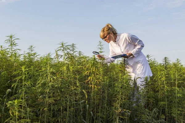 Büyüteç ile Bilim adamı marihuana alanında Cbd kenevir bitkileri gözlemleyerek ve notlar alarak — Stok fotoğraf