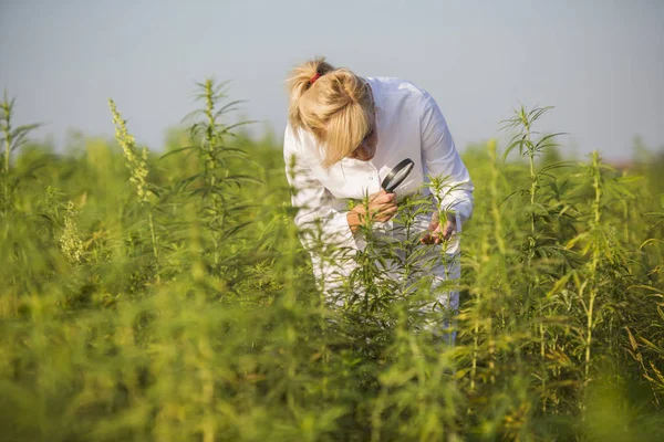 Wissenschaftler mit Lupe beobachtet cbd Hanfpflanzen auf Marihuana-Feld — Stockfoto