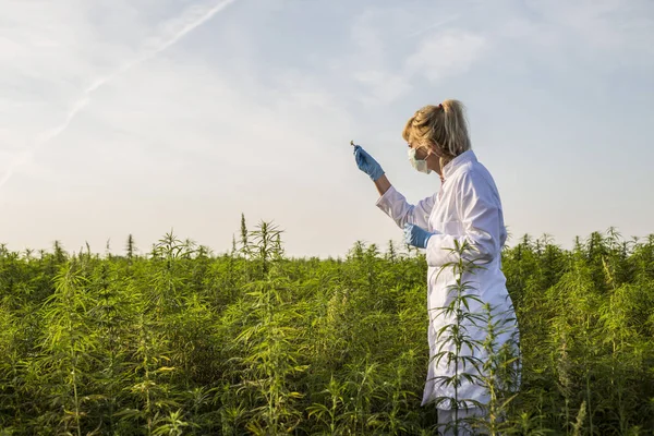 Scientifique avec une pince à épiler prélever des échantillons et observer des plantes de chanvre CBD sur le champ de marijuana — Photo