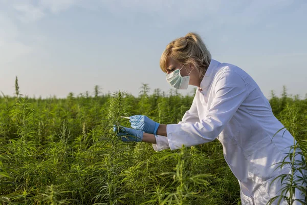 Scientifique avec une pince à épiler prélever des échantillons et observer des plantes de chanvre CBD sur le champ de marijuana — Photo