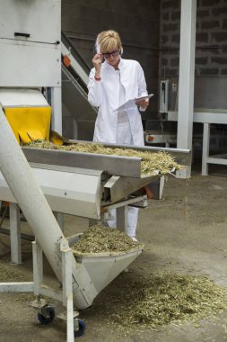 Bilim adamı fabrikada sıralama makinesi tarafından kuru Cbd kenevir tesisleri gözlemleyerek ve notlar alarak