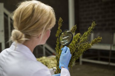 Bilim adamı fabrikada büyüteç ile kuru Cbd kenevir çiçekleri gözlemleyerek