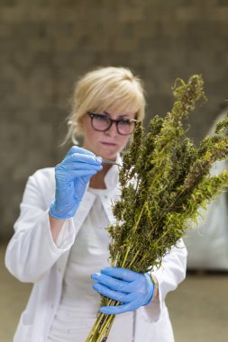 Bilim adamı fabrikada cımbız ile kuru Cbd kenevir çiçek tohumları gözlemleyerek