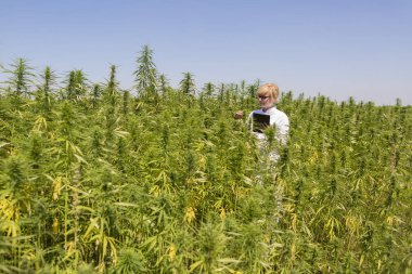 Bilim adamı marihuana alanında Cbd kenevir bitkileri gözlemleyerek ve tablet sonuçları yazma