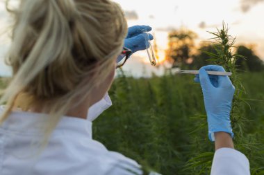 Cımbız kullanan bilim adamları marihuana tarlasında CBD kenevir bitkilerini inceliyor.