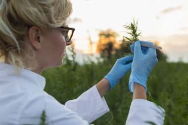 Cımbız kullanan bilim adamları marihuana tarlasında CBD kenevir bitkilerini inceliyor.
