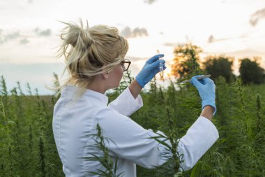 Cımbız kullanan bilim adamları marihuana tarlasında CBD kenevir bitkilerini inceliyor.