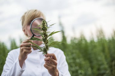 Büyüteç marihuana alanında Cbd kenevir bitkileri gözlemleyerek bilim adamı
