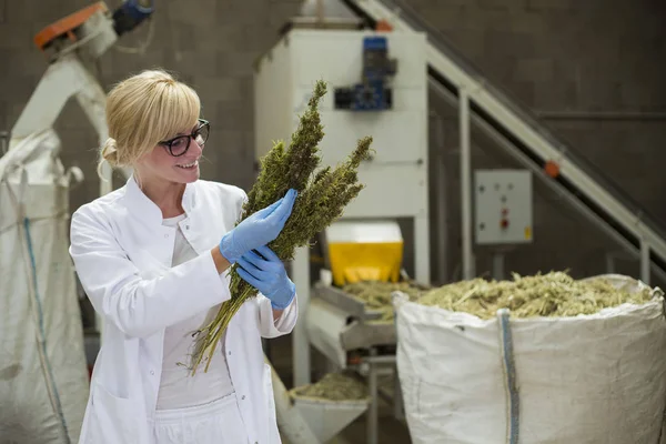 Bilim adamı fabrikada kuru Cbd kenevir çiçekleri gözlemleyerek
