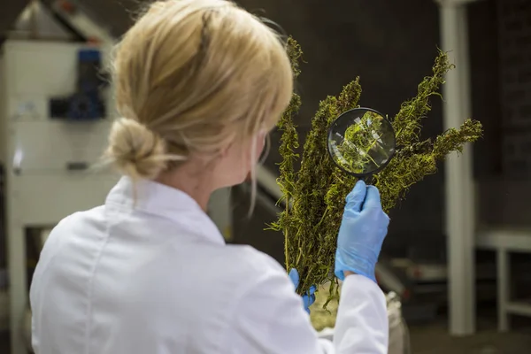 Bilim adamı fabrikada büyüteç ile kuru Cbd kenevir çiçekleri gözlemleyerek