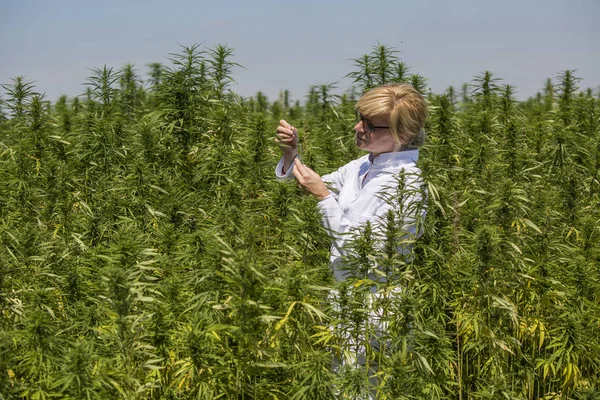 Cımbız kullanan bilim adamları marihuana tarlasında CBD kenevir bitkilerini inceliyor. — Stok fotoğraf