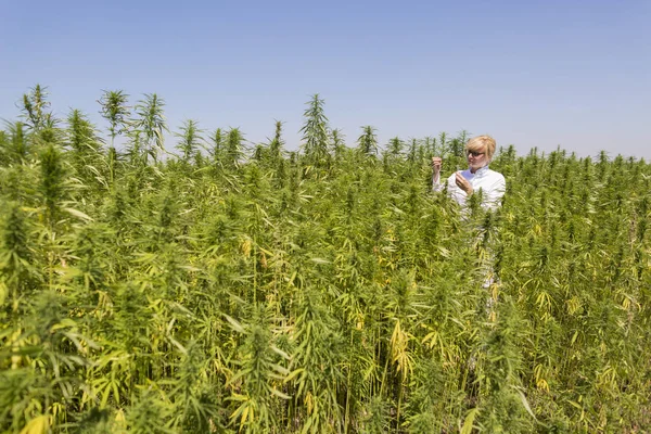 Wissenschaftler mit Pinzette entnimmt Proben und beobachtet CBD-Hanfpflanzen auf Marihuana-Feld — Stockfoto