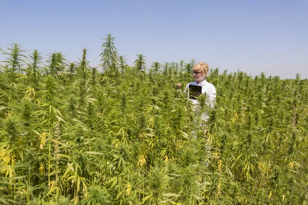 Wissenschaftler beobachtet cbd-Hanfpflanzen auf Marihuana-Feld und schreibt Ergebnisse in Tablette — Stockfoto