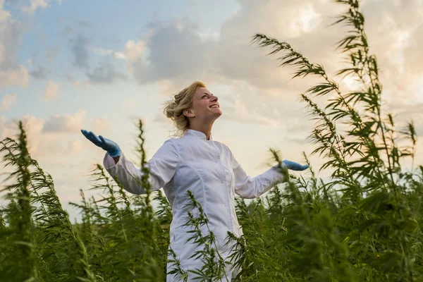 Científico en el campo de marihuana feliz y satisfecho con las plantas de cáñamo CBD. Tiene las manos abiertas. — Foto de Stock