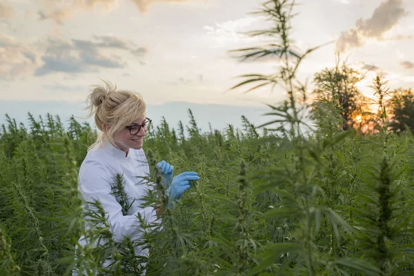 Scientifique sur le champ de marijuana heureux et satisfait des plantes de chanvre CBD — Photo