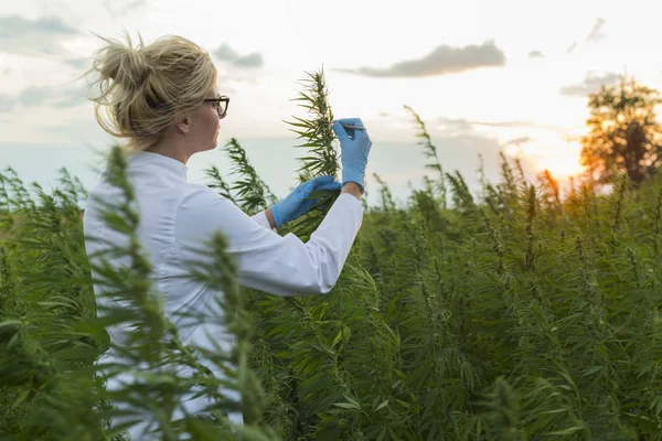 Scientifique avec une pince à épiler prélever des échantillons et observer des plantes de chanvre CBD sur le champ de marijuana — Photo