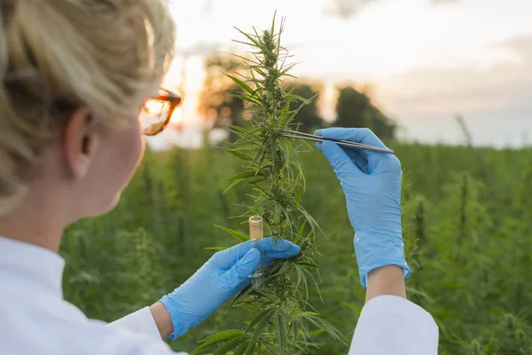 Scientifique avec une pince à épiler prélever des échantillons et observer des plantes de chanvre CBD sur le champ de marijuana — Photo