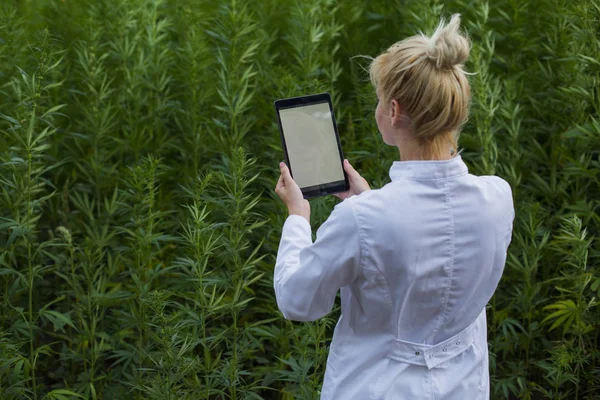 Bilim adamı marihuana alanında Cbd kenevir bitkileri gözlemleyerek ve tablet sonuçları yazma