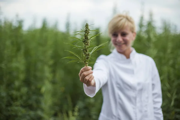 Científico sosteniendo capullo fresco de cáñamo CBD en campo de marihuana — Foto de Stock