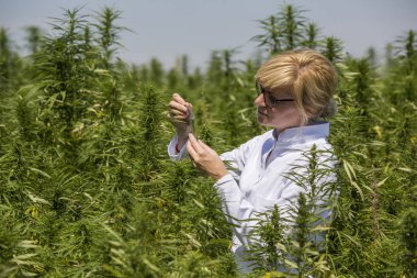 Scientist with tweezers taking samples and observing CBD hemp plants on marijuana field clipart