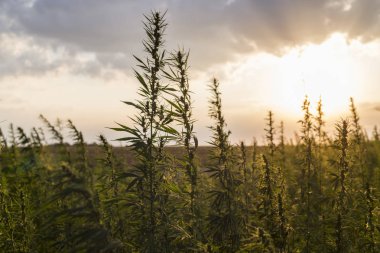 Gün doğumunda Esrar Cbd kenevir bitkiler alan