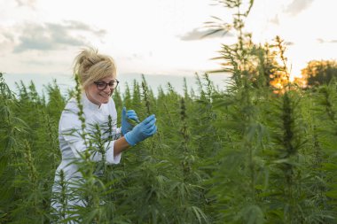 Scientist on marijuana field happy and satisfied with CBD hemp plants clipart