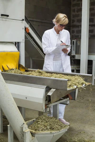 Scientist observing dry CBD hemp plants by the sorting machine in factory and taking notes