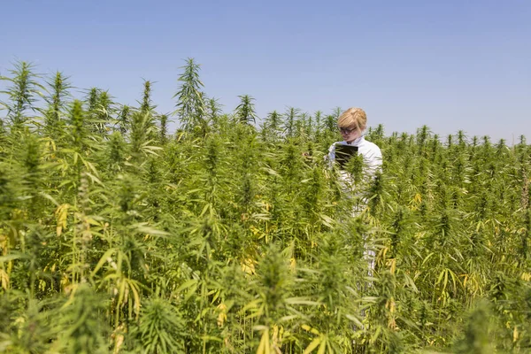 Wissenschaftler beobachtet cbd-Hanfpflanzen auf Marihuana-Feld und schreibt Ergebnisse in Tablette — Stockfoto