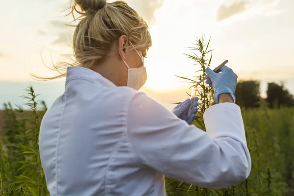 Científico con pinzas tomando muestras y observando plantas de cáñamo CBD en el campo de marihuana — Foto de Stock