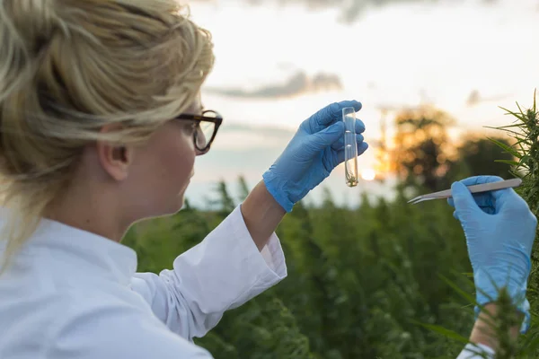 Científico con pinzas tomando muestras y observando plantas de cáñamo CBD en el campo de marihuana — Foto de Stock