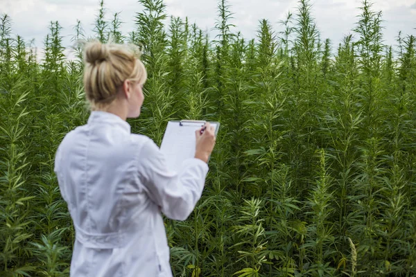 Scientifique observant des plantes de chanvre CBD sur le champ de marijuana et prenant des notes — Photo