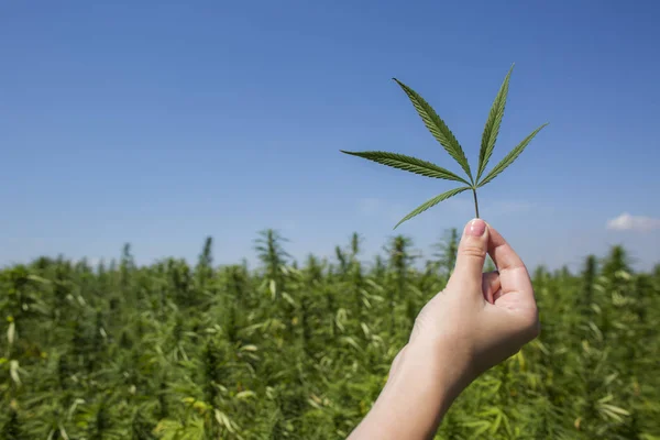 Hand hält cbd Hanf in der Luft auf dem Feld. — Stockfoto