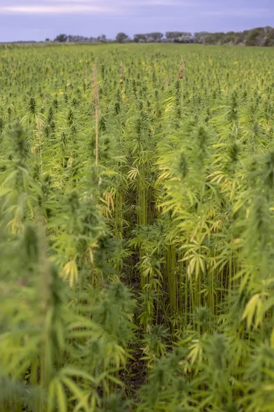 Marihuana cbd Hanfpflanzen Feld — Stockfoto