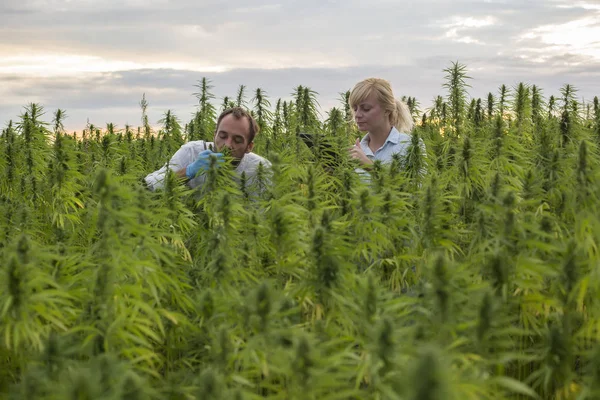 Zwei Personen, die cbd-Hanfknospen riechen und zufrieden schreiben — Stockfoto