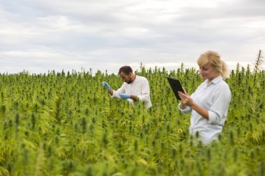 Two people observing CBD hemp plants on marijuana field and writ clipart