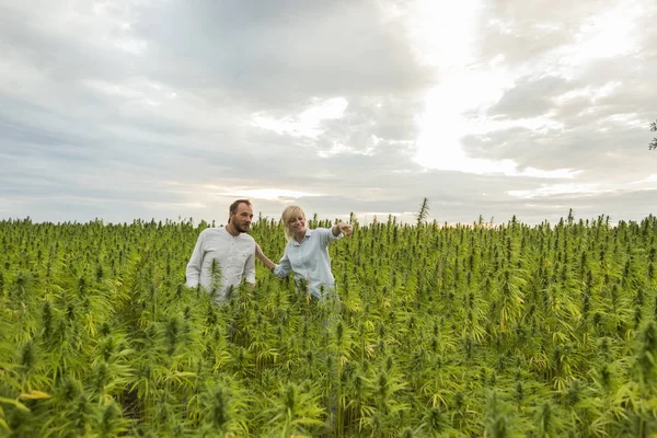 Woman showing CBD hemp farm to a man.