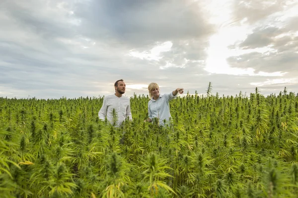 Woman showing CBD hemp farm to a man.