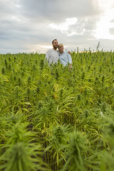 Erkek ve kadın gururla kendi marihuana Cbd kenevir bitki ayakta — Stok fotoğraf