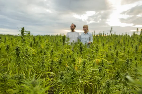 Homme et femme debout fièrement dans leur plante de chanvre CBD marijuana — Photo