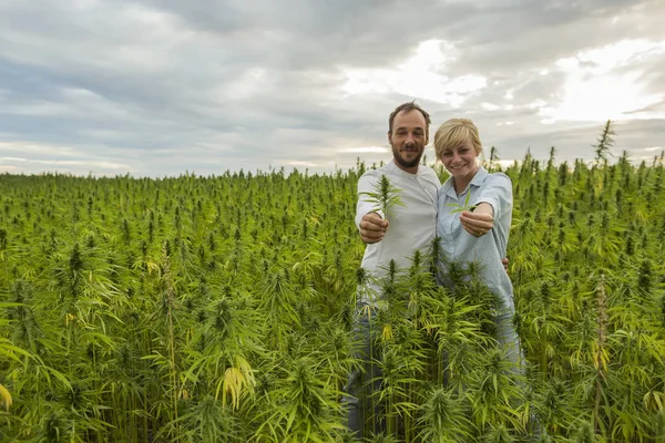 Mann und Frau stehen in Marihuana cbd Hanfpflanzen Feld und ho — Stockfoto
