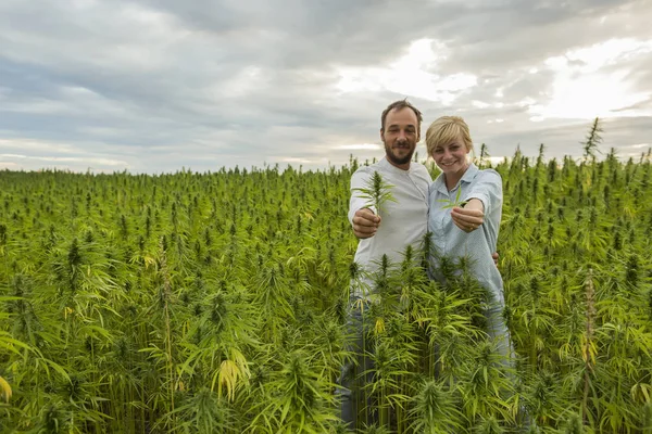 Erkek ve kadın marihuana Cbd kenevir bitkiler alan ve ho ayakta