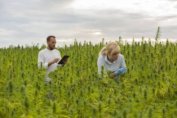 Zwei Personen beobachten cbd Hanfpflanzen auf Marihuanafeld und schreiben — Stockfoto