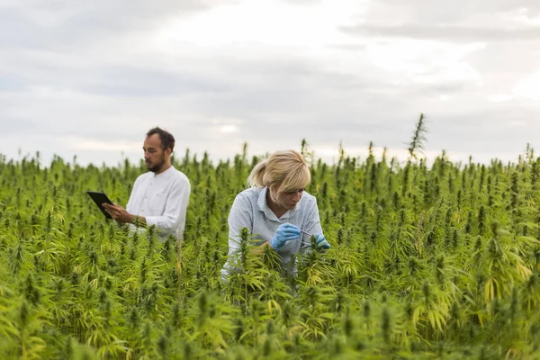Two people observing CBD hemp plants on marijuana field and writ